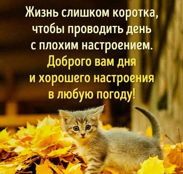 265+ коротких и красивых пожелания Доброго Дня